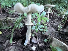 Amanita franchetii