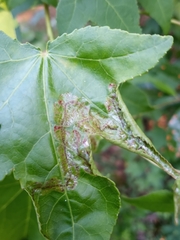 Phyllocnistis liquidambarisella