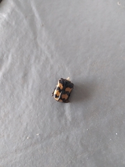 Euphoria fascifera