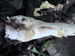 Amanita franchetii