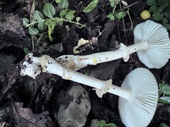 Amanita franchetii