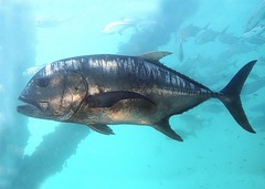 Giant Trevally