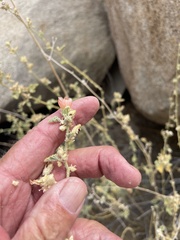 Sphaeralcea ambigua rosacea