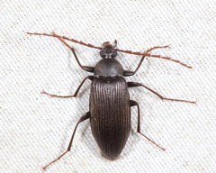 Androchirus erythropus