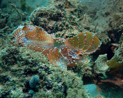 Pseudopataecus carnatobarbatus