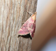 Pyrausta signatalis