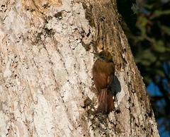 Lepidocolaptes fatimalimae