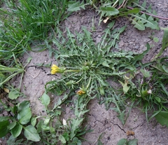 Taraxacum pannucium