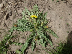 Taraxacum pannucium