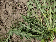 Taraxacum pannucium