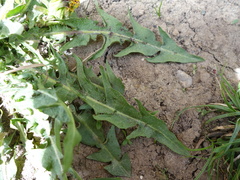 Taraxacum pannucium