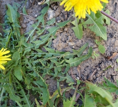 Taraxacum pannucium
