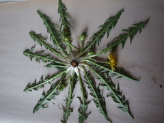 Taraxacum pannucium