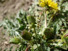 Taraxacum pannucium