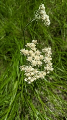 Antennaria anaphaloides