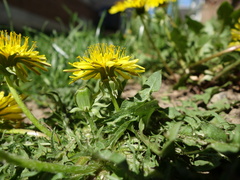 Taraxacum pannucium