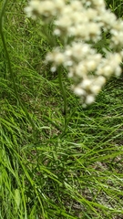 Antennaria anaphaloides