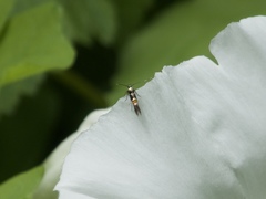 Cosmopterix molybdina