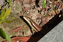 Eutropis longicaudata