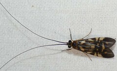 Macrostemum carolina