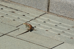 Eutropis longicaudata