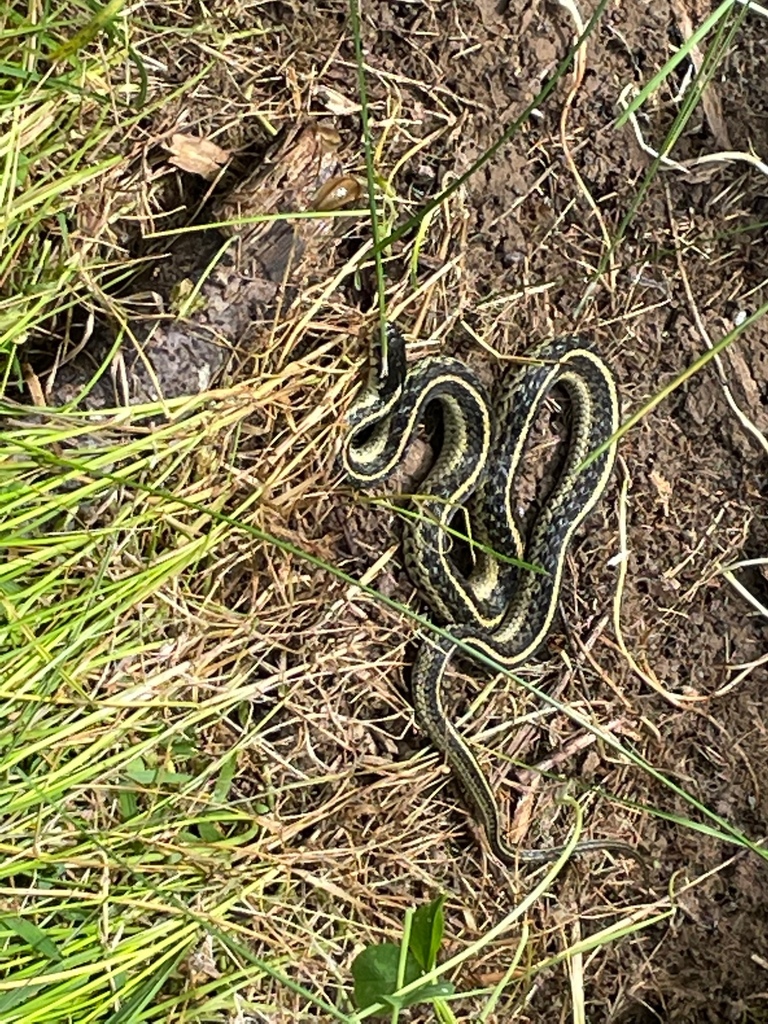 Eastern Garter Snake from Loudoun County, VA, USA on June 21, 2022 at ...