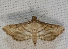 Marasmia cochrusalis