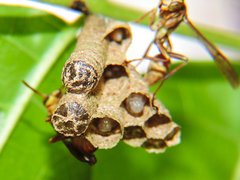 Mischocyttarus mexicanus