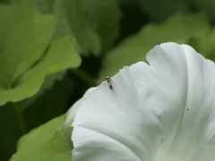Cosmopterix molybdina