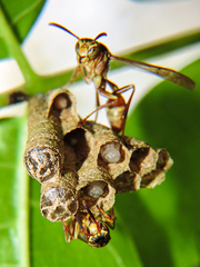 Mischocyttarus mexicanus