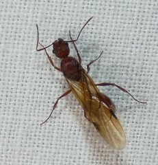 Aphaenogaster ashmeadi