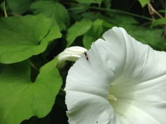 Cosmopterix molybdina