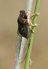 Diceroprocta vitripennis