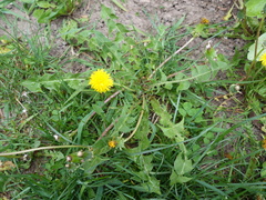 Taraxacum semiglobosum