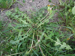 Taraxacum semiglobosum