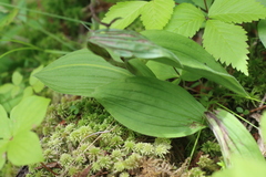 Media resource of Cypripedium parviflorum