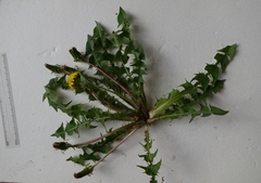 Taraxacum semiglobosum