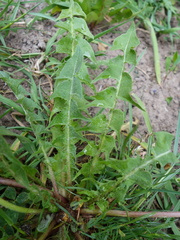 Taraxacum semiglobosum