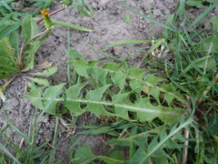 Taraxacum semiglobosum