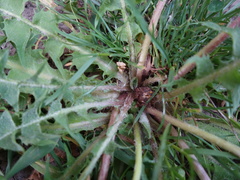Taraxacum semiglobosum