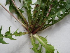 Taraxacum semiglobosum