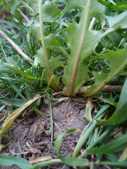 Taraxacum semiglobosum