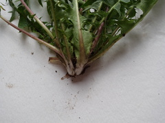 Taraxacum semiglobosum