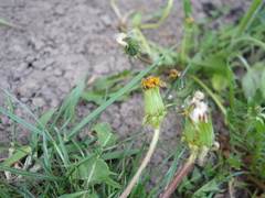 Taraxacum semiglobosum