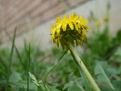 Taraxacum semiglobosum