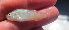 Cynoscion regalis