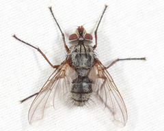 Cryptomeigenia
