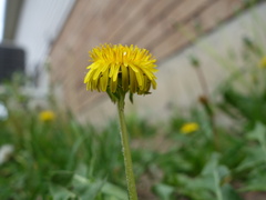 Taraxacum semiglobosum