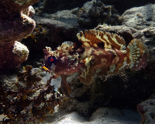 Australian frogfish (Halophryne diemensis) — Batrachoididae
