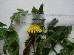 Taraxacum semiglobosum